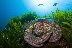 flattened octopus :) by Roland Bach 